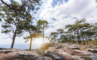 landscape of rock and pine forest in nature park photo