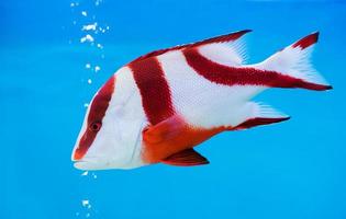 Emperor red snapper fish on blue background photo