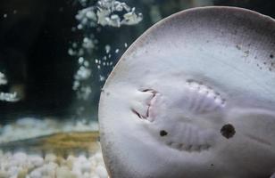 closed up of mouth  Stingrays fish photo