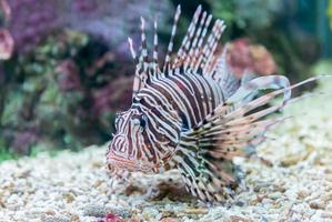 beautiful red lionfish Pterois miles portrait photo