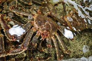 Giant Japanese spider crab ,Macrocheira kaempferi photo