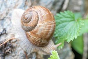 Close up to snail house photo