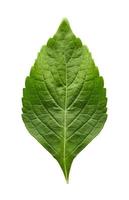 fresh indian tree basil leaves or Ocimum gratissimum isolated on white background with clipping path. leaf, leaves, cutout photo