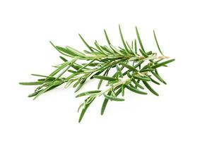 rosemary isolated on white background. spice rosemary isolated on white background. rosemary photo