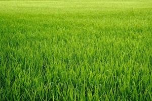 beautiful green lust grass field horizon background photo