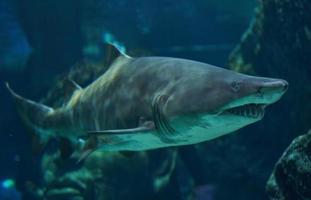 sand tiger shark in the aquarium background photo