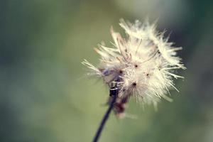 close-up beautiful white fluffy dandelion on blur background shot by macro technique photo