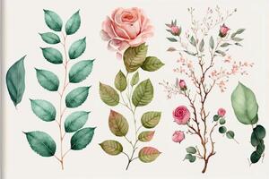 watercolor Set of floral branch. Flower pink rose green. photo