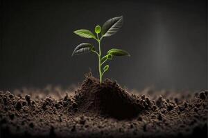 Seedling are growing from the rich soil Concept. photo