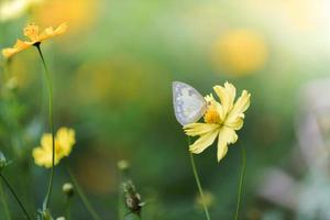 linda mariposa en amarillo cosmos flor. foto