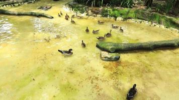 grupo de patos caminando en naturaleza video