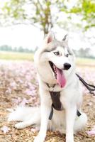 contento siberiano fornido perro cara cerca arriba en el campo y rosado tecoma , rosado trompeta árbol , tailandés Cereza florecer calle en primavera con azul cielo foto