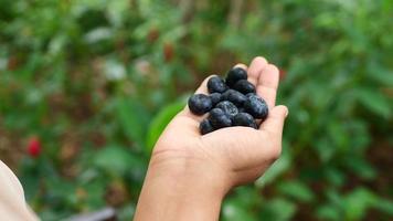 Close up of child hand holding fresh blue berry video