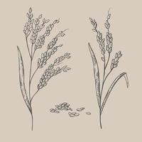 Hand drawn ears of a rice plant. Illustration of branches and grains of rice, dried whole grains. Cereal harvest, agriculture, organic farming, healthy food symbol. Design element. Vector