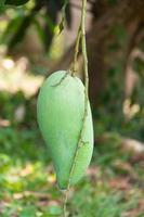crudo mango Fruta en el árbol en jardín foto