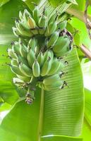 Raw Banana bunch on tree in the garden at Thailand photo