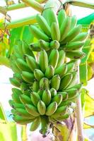 raw banana on tree photo