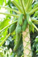 crudo papaya en el papaya árbol en jardín foto