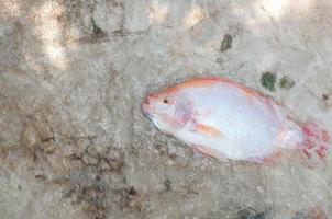 tilapia roja fresca en la granja de agua, pescado en la jaula, piscicultura en tailandia foto