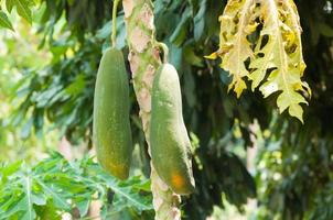 Raw Papaya on the papaya tree in garden photo