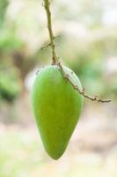 crudo mango Fruta en el árbol en jardín foto