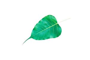 Green Bo leaves, leaves that are important in Buddhism isolate on white photo
