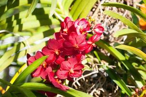 red color orchids flower close up under natural lighting outdoor are orchids blooming in the garden photo