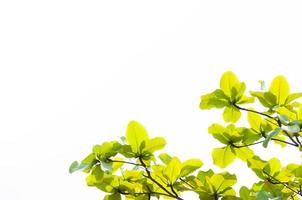 verde hoja hojas en ciernes en el primavera para fondo, en el primavera natural antecedentes , eco concepto foto