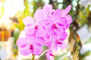 flower orchid,Purple orchids Lady Purple is popular,Pink orchid flower in garden photo