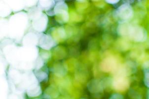 Abstract nature green bokeh from tree background,for background photo