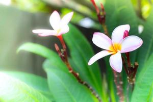 Pink frangipani tropical flower, plumeria flower fresh blooming on tree photo