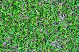Football field green grass pattern textured background , textured grass for background photo