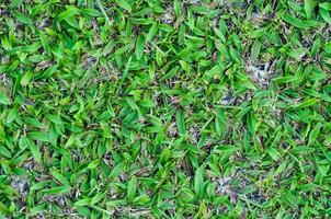 Football field green grass pattern textured background , textured grass for background photo