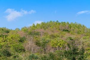 verde bosque antecedentes en un soleado día ,tropical bosque en azul cielo foto