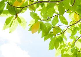 green leaf leaves budding in the spring for background,In the spring natural background with the sky and leaves photo