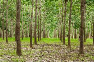 fila de paraca caucho plantación en sur de Tailandia, caucho arboles foto