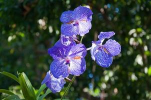púrpura vanda orquídea en jardín foto