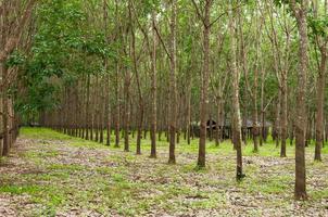 fila de paraca caucho plantación en sur de Tailandia, caucho arboles foto