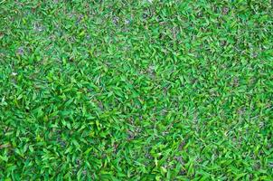 Football field green grass pattern textured background , textured grass for background photo