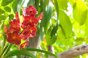 red color orchids flower close up under natural lighting outdoor are orchids blooming in the garden photo