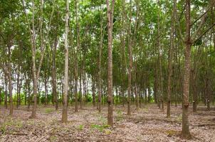 fila de paraca caucho plantación en sur de Tailandia, caucho arboles foto