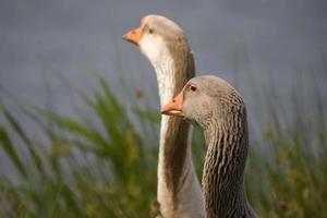 portrait of a goose on the water's edge photo