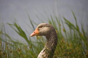 portrait of a goose on the water's edge photo