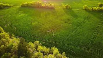 Top view of a green field and trees at sunset video