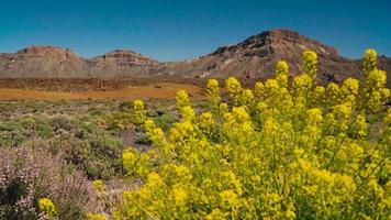 teide nationaal park, bergen en gehard lava. tenerife, kanarie eilanden video