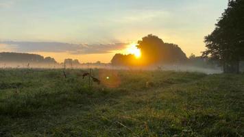 Time lapse view of the meadow and river covered with fog at dawn. Ukraine video