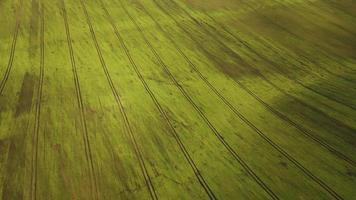 Top view of a green field and trees at sunset video