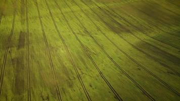 Top view of a green field and trees at sunset video