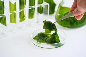 concepto de ecología Ciencias investigación biología con algas marinas o quelpo en el laboratorio en blanco antecedentes foto