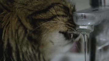 mignonne chat en buvant l'eau de le robinet video